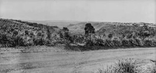 Landstufe bei Santa Maria da Serra : Blick über eine Hügellandschaft bei Santa Maria da Serra. Im Vodergrund die Straße von Santa Maria nach Tottinha, dahinter eine Kaffeepflanzung. Im Hintergrund Blick ins Tal.