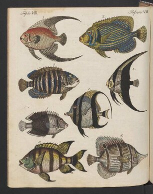 Seltene indianische Fische.