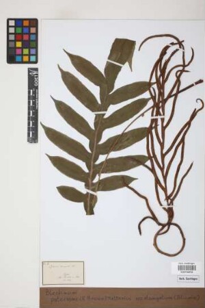 Blechnum patersonii (R.Br.) Mett. subsp. elongatum (Blume)