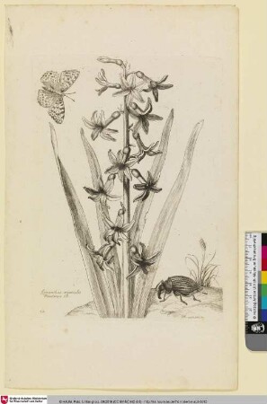 Hyacinthus orientalis Maximus B.