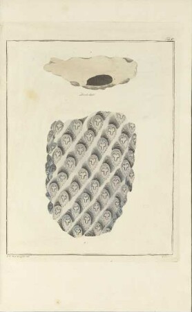 Tab. IV.