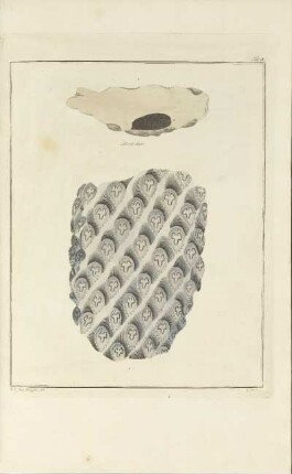 Tab. IV.