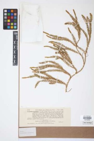 Lycopodium annotinum annotinum L.