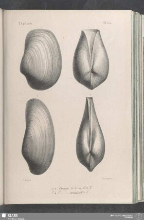 Pl. 355