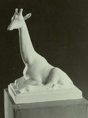 Liegende Giraffe