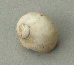 Schneckengehäuse als Anhänger