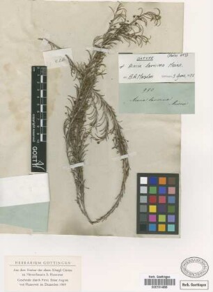 Acacia laricina Meissner