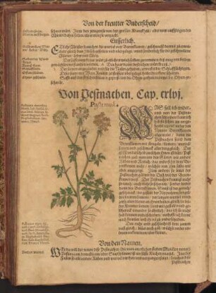 Von Pestnachen, Cap. CXLVI