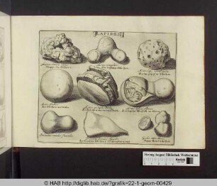 Lapides: Adlersteine