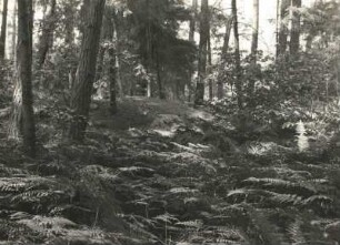 Bronzezeitliches Hügelgrab im Forst Nimbschen, Abteilung 8. Nadelwald mit Adlerfarn und Holunder