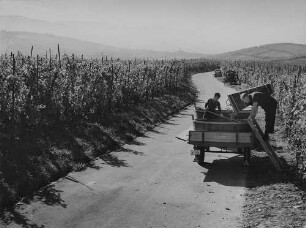 Archivfotografie "arbeit_wein_lese_5593"