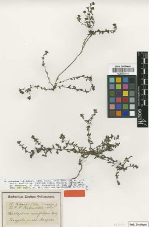 Heliotropium marifolium Retz. [type]