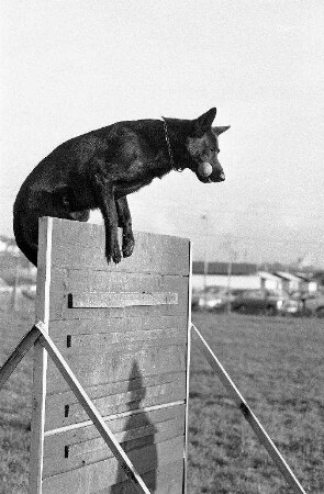Pokalwettkampf des Polizei-Hunde-Clubs Karlsruhe-Knielingen auf der Trainingsanlage am Kurzheckweg in der Litzelau
