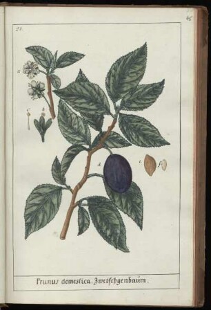 21. Prunus domestica. Zwetschgenbaum