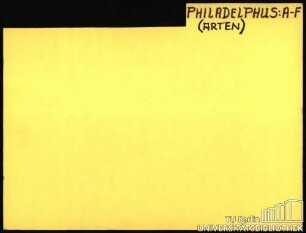 PHILADELPHUS: Allgemein; Arten A-F