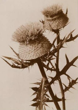 Distel