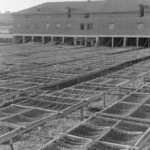 Trockenhalle für die Tabakernte der Landwirtschaftlichen Produktionsgenossenschaft in Blagoewgrad