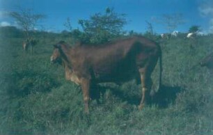 Kenia. Zebu oder Buckelrind