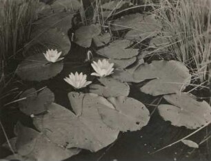 Weiße Seerose (Nymphaea alba) in einem Lausitzer Großteich