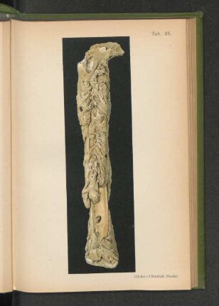 Tab. 43.