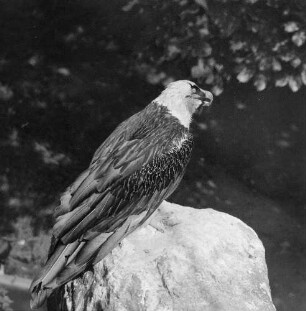 Zootiere. Geier