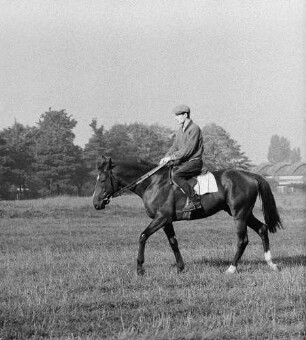 Gangarten des Pferdes. Jockey beim Schritt-Gang in Moritzburg