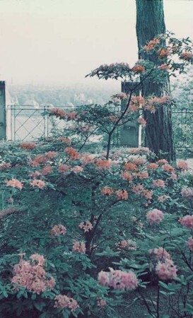 Schloss Eckberg, Park : Terrasse mit japanischen Azaleen (Rhododendron sp.), Schloss Eckberg, Park