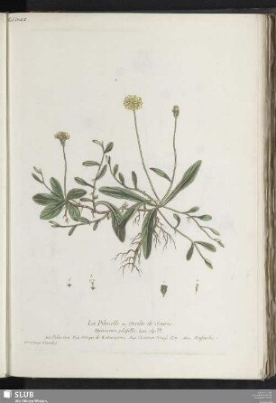 La Piloselle, ou Oreille de Souris