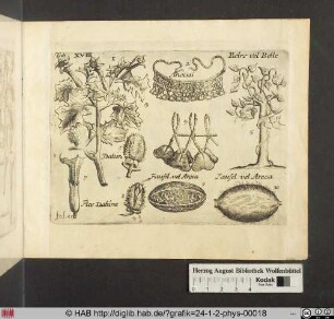 [Stauden, Blumen und Früchte]