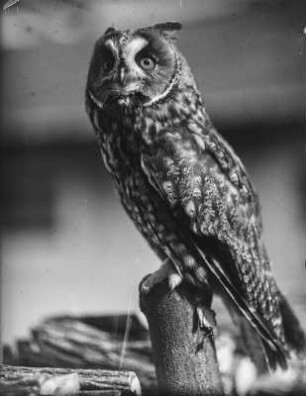Waldohreule : Waldohreule (Asio otus L.), gefangener Vogel.