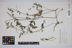 Torilis leptophylla (L.) Rchb.f.