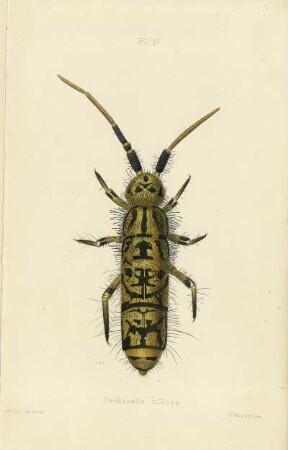 Plate XV. Orchesella villosa.