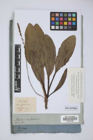 Plantago camtschatica