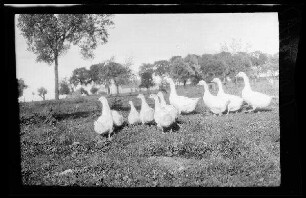 Nicht identifizierbare Ortschaft in Nordfrankreich oder Belgien: Gänseschar auf einer Wiese, im Hintergrund Baumgruppe (Nahaufnahme)