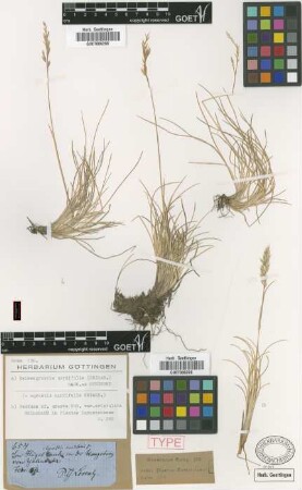 Agrostis nardifolia Griseb. [type]