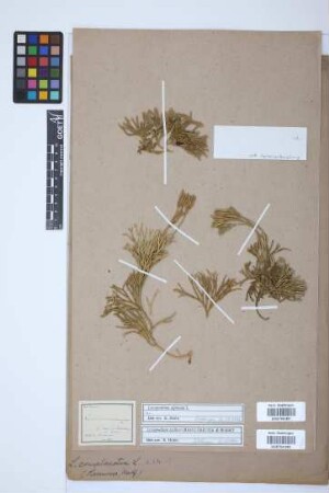 Diphasiastrum zeilleri (Rouy) J. Holub
