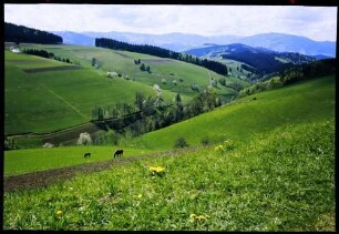 St. Märgen: von der St. Märgener Straße gegen Feldberg bei St. Märgen