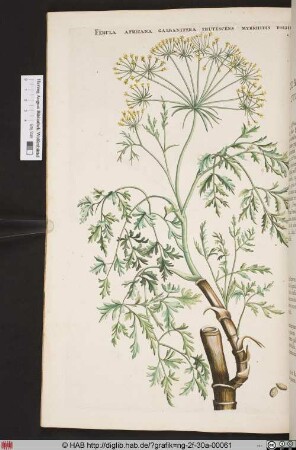 FERULA AFRICANA GALBANIFERA FRUTESCENS MYRRHIDIS FOLIIS.