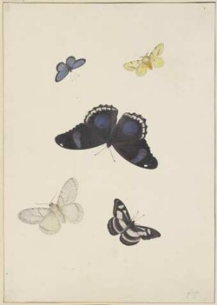 Fünf Schmetterlinge