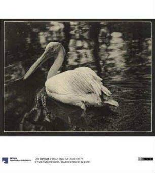 Pelikan