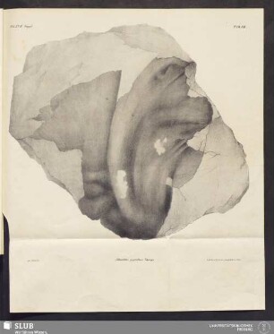 Tab. VII