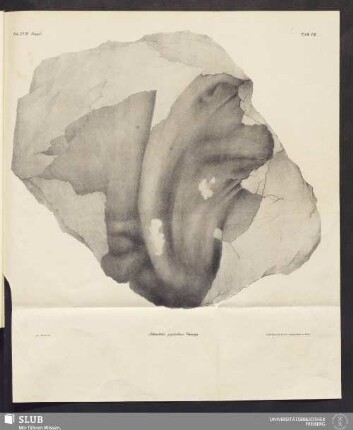 Tab. VII