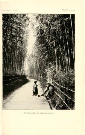 Ein Bambushain im mittleren Honshu