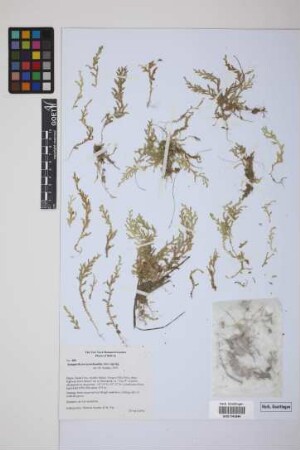 Selaginella novae-hollandiae (Sw.) Spring