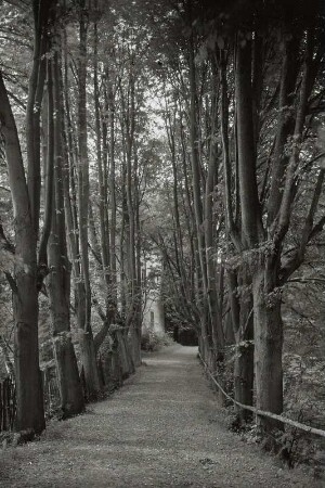 Rennersdorf (Herrnhut-Rennersdorf). Lindenallee zum Schloss Niederrennersdorf