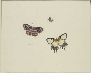 Drei Schmetterlinge