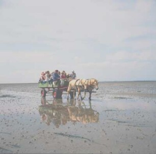 Husumer Bucht. Touristen in einer Pferdekutsche bei einer Watterwanderung in der Nordsee