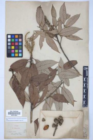 Quercus dealbata Hook.f. & Thomson ex Miq.