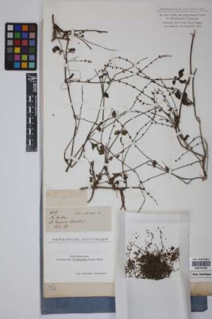 Salvia occidentalis Sw.