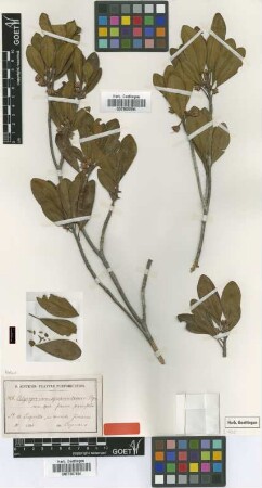 Calycogonium squamulosum Cogn. f. parvifolium Cogn.[type]